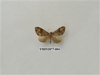 藏品(尺蛾605)的圖片